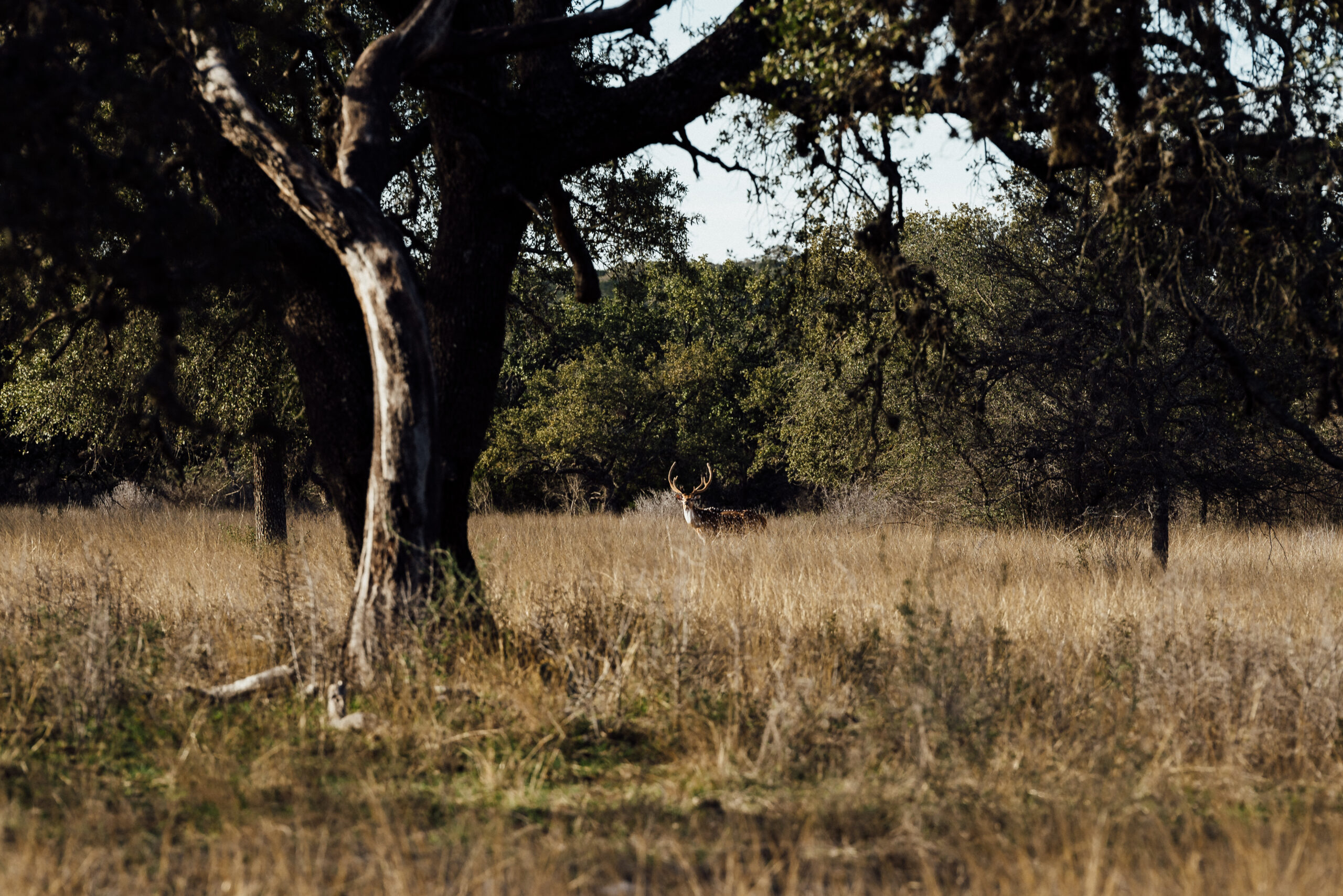 Stella Vista Verde High Fenced Ranch