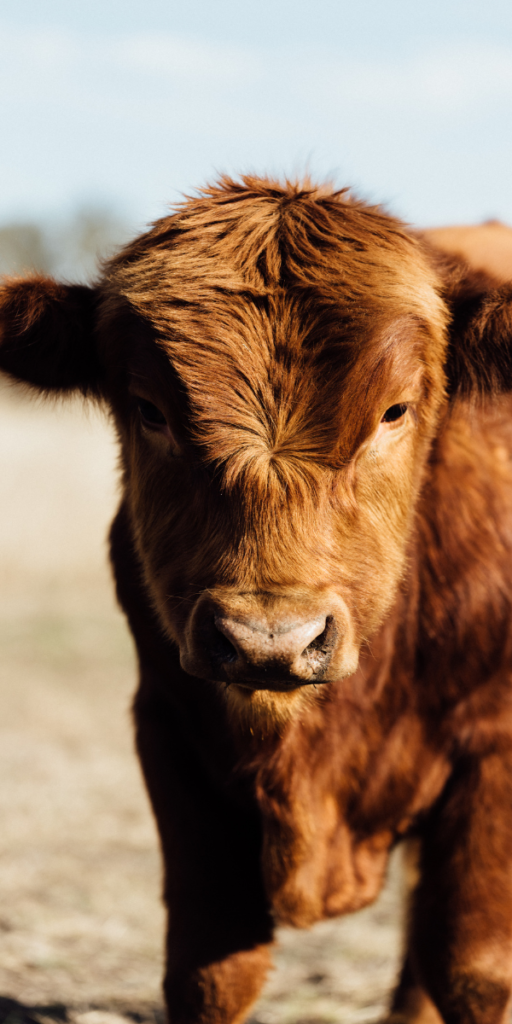 Dexter Angus Beef for Sale in Hondo, Texas. Order whole beef or half beef.