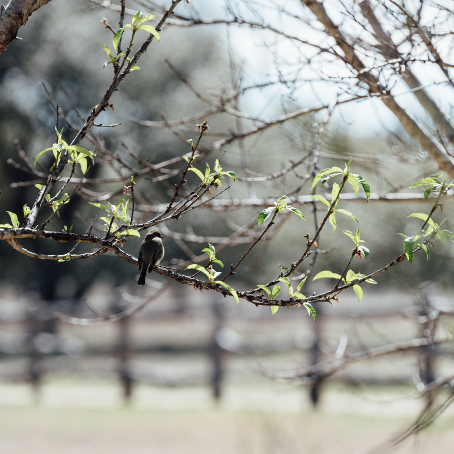 Corporate Events, Retreats, Corporate Meeting Space, Wedding Venue, Film Production, Event Venue, Hondo Texas