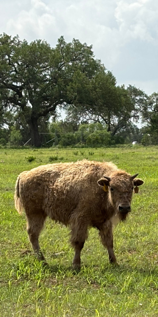 Buffalo at Stella Vista Verde Ranch