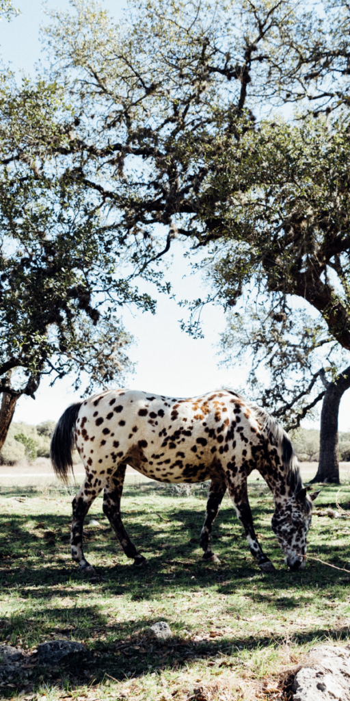 Exotic Ranch Hondo Texas