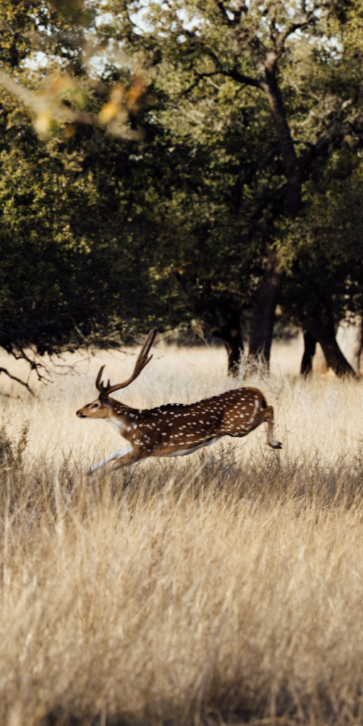 Private Hunts at Stella Vista Verde Ranch