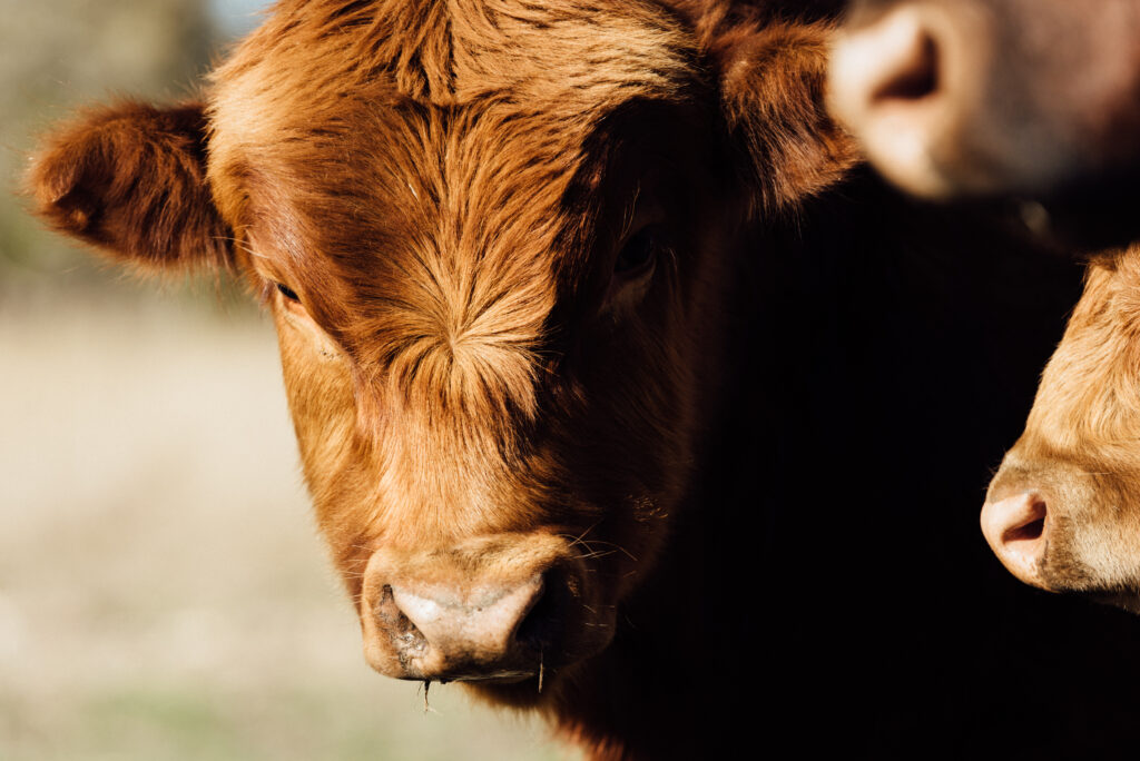 Dexter Angus Beef for Sale. Order whole beef or half beef.