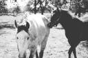 vista_verde_ranch_lisahause_230218LHG_009